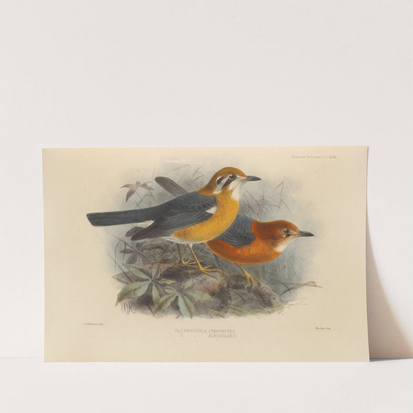 Geocichla Cyanonotus, Geocichla Albogularis (1899-1902) by Henry Seebohm