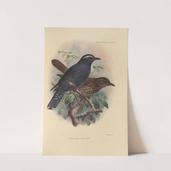 Geocichla Davisoni (1899-1902) by Henry Seebohm