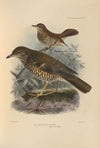Geocichla Dixoni, Geocichla Mollissima (1899-1902)