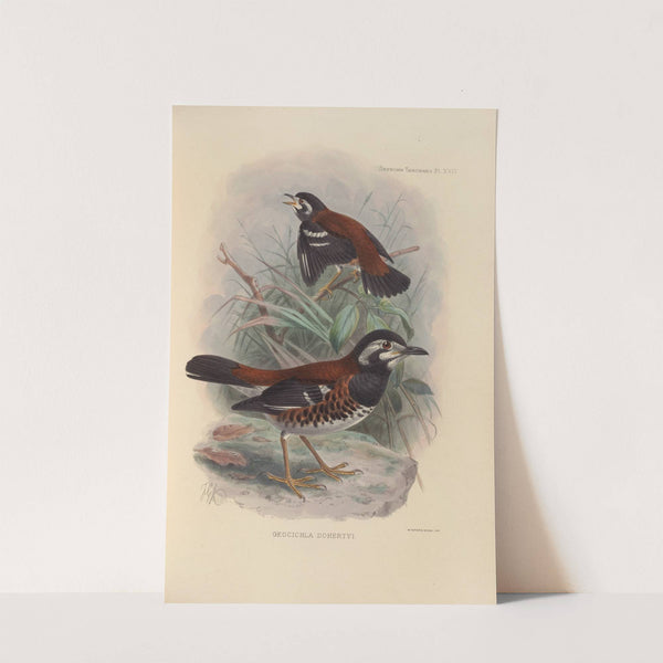 Geocichla Dohertyi (1899-1902) by Henry Seebohm