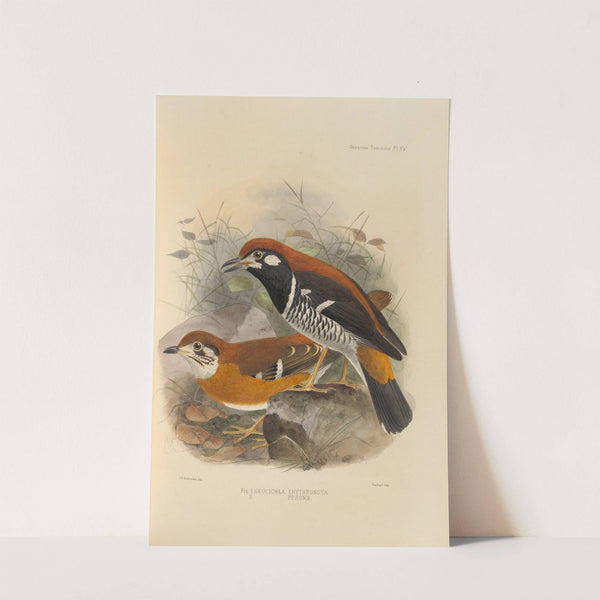 Geocichla Erythronota, Geocichla Peronii (1899-1902) by Henry Seebohm