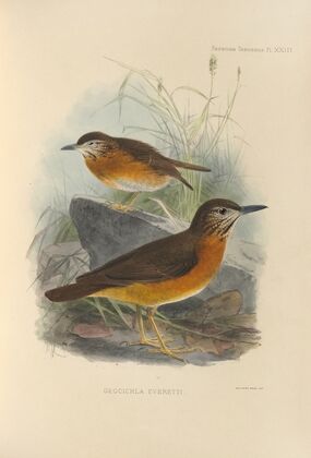 Geocichla Everetti (1899-1902)