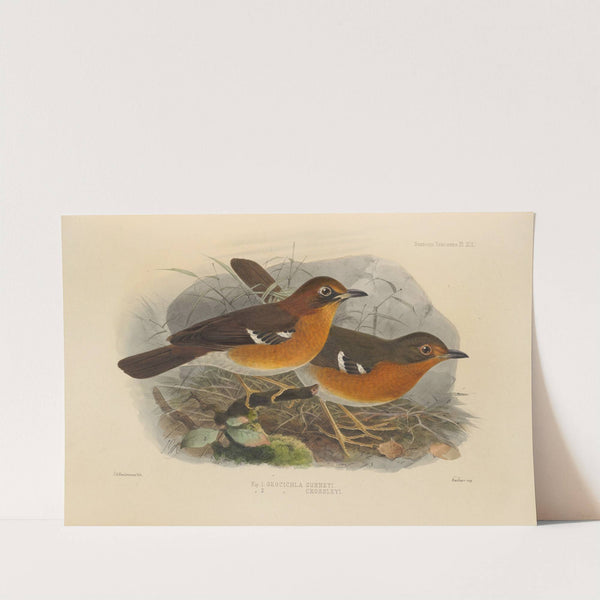 Geocichla Gurneyi, Geocichla Crossleyi (1899-1902) by Henry Seebohm