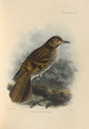 Geocichla Horsfieldi (1899-1902)