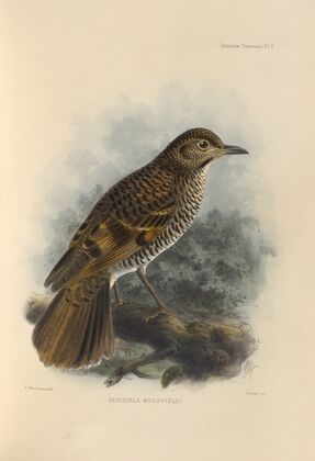 Geocichla Horsfieldi (1899-1902)