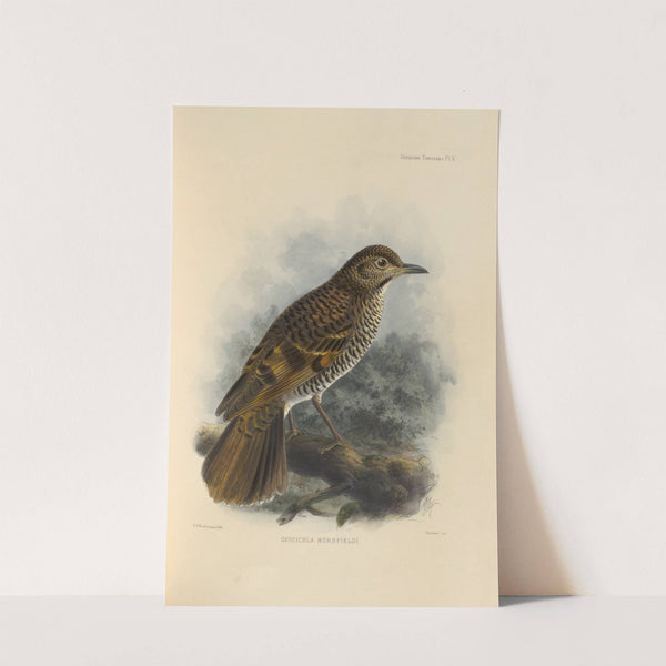 Geocichla Horsfieldi (1899-1902) by Henry Seebohm