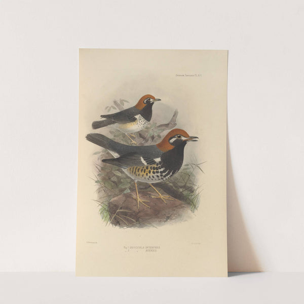 Geocichla Interpres, Geocichla Avensis (1899-1902) by Henry Seebohm