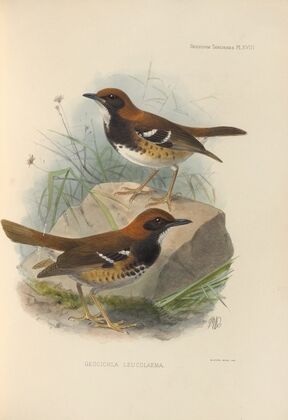 Geocichla Leucolaema (1899-1902)