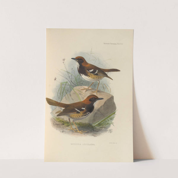 Geocichla Leucolaema (1899-1902) by Henry Seebohm