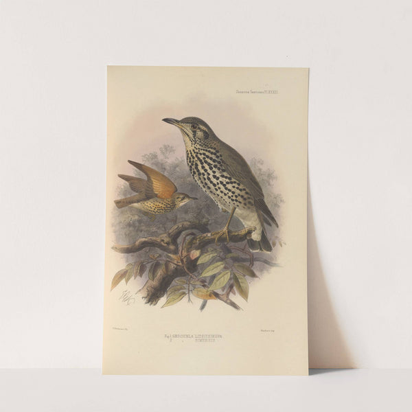 Geocichla Litsitsirupa, Geocichla Simensis (1899-1902) by Henry Seebohm