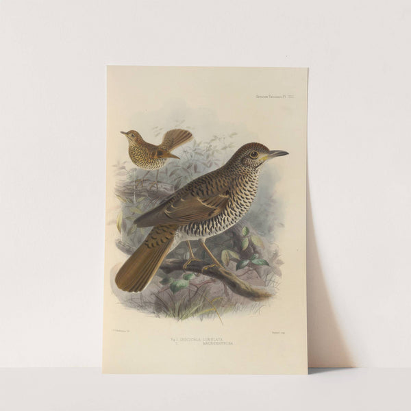 Geocichla Lunulata, Geocichla Macrorhyncha (1899-1902) by Henry Seebohm