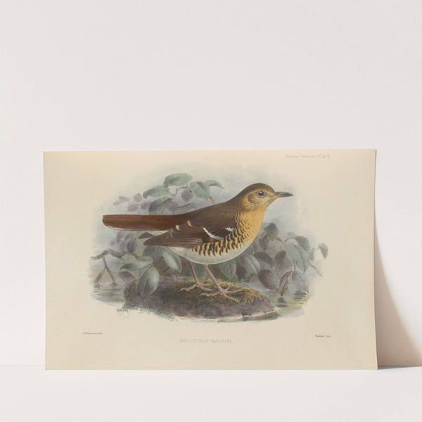 Geocichla Machiki (1899-1902) by Henry Seebohm