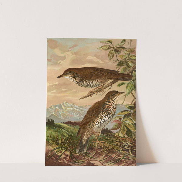 Geocichla mollissima by Johann Friedrich Naumann