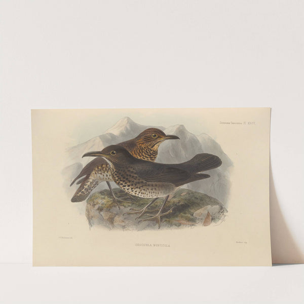 Geocichla Monticola (1899-1902) by Henry Seebohm