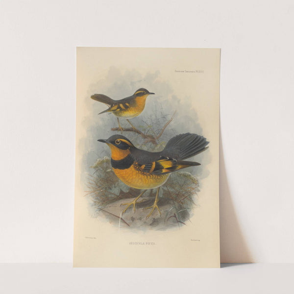 Geocichla Naevia (1899-1902) by Henry Seebohm