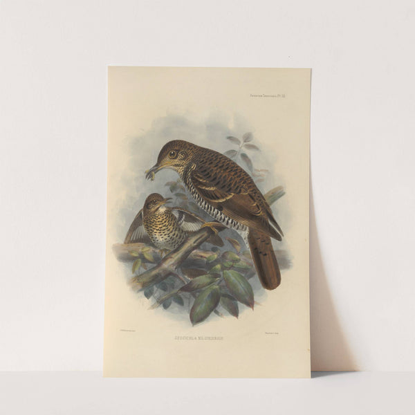 Geocichla Nilgiriensis (1899-1902) by Henry Seebohm