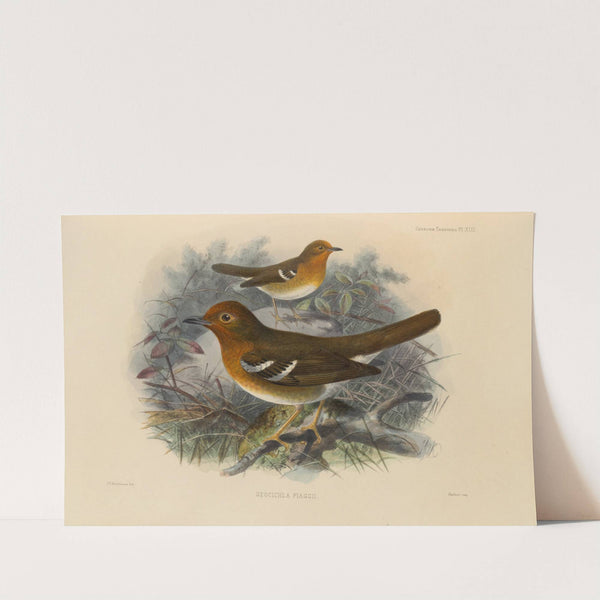 Geocichla Piaggii (1899-1902) by Henry Seebohm