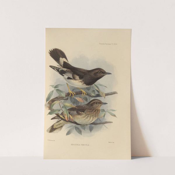 Geocichla Pinicola (1899-1902) by Henry Seebohm