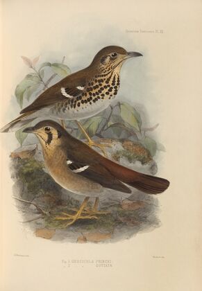Geocichla Princii, Geocichla Guttata (1899-1902)