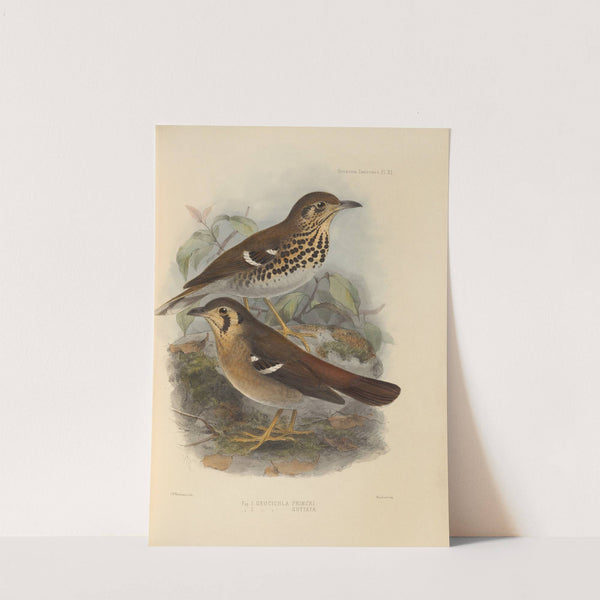 Geocichla Princii, Geocichla Guttata (1899-1902) by Henry Seebohm