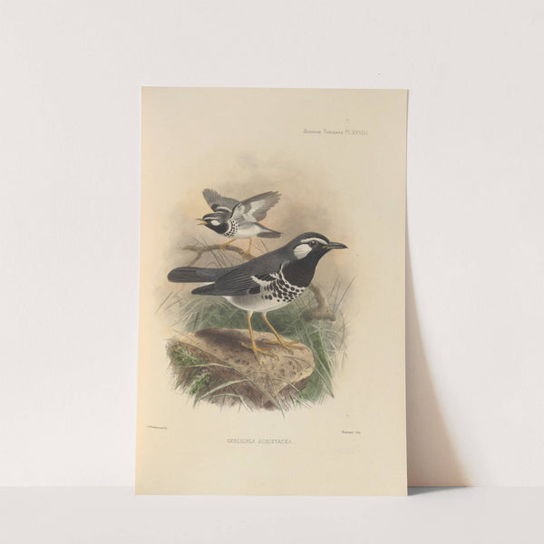 Geocichla Schistacea (1899-1902) by Henry Seebohm