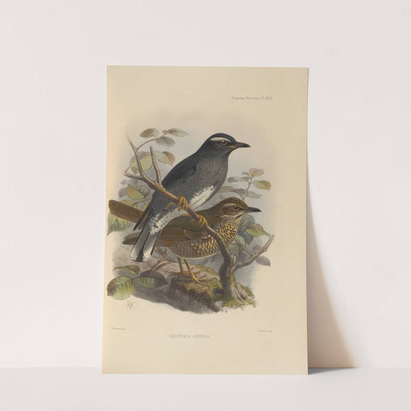 Geocichla Sibirica (1899-1902) by Henry Seebohm