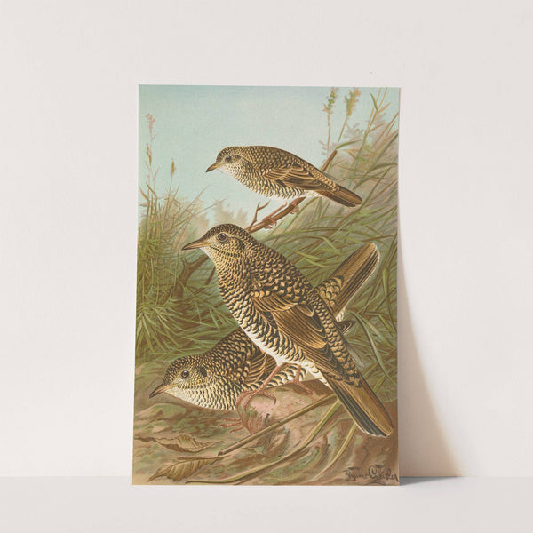 Geocichla varia, Geocichla dauma by Johann Friedrich Naumann