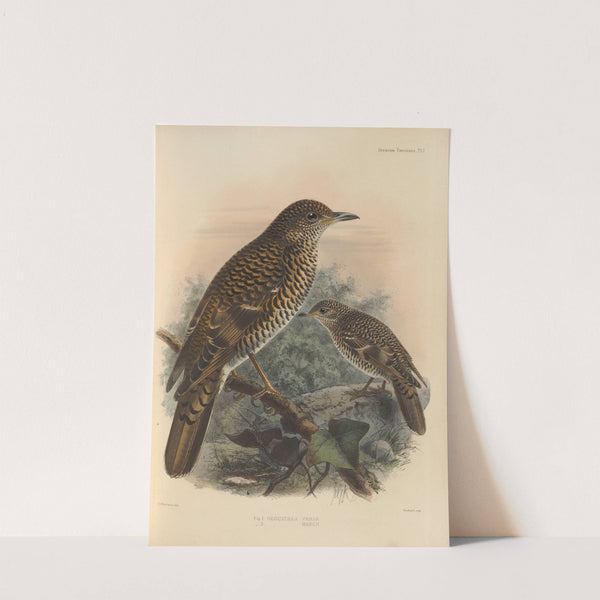 Geocichla Varia, Geocichla Hancii (1899-1902) by Henry Seebohm