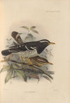 Geocichla Wardi (1899-1902)
