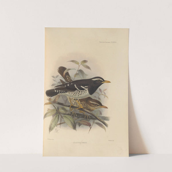 Geocichla Wardi (1899-1902) by Henry Seebohm