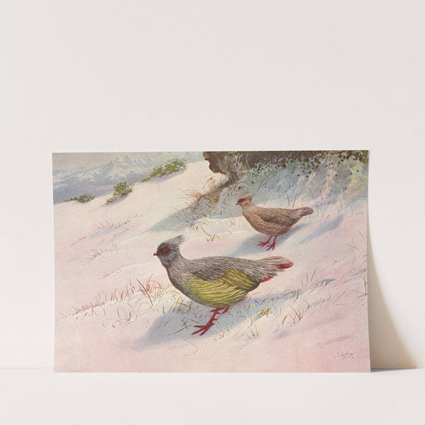 Geoffroy's Blood Partridge by George Edward Lodge