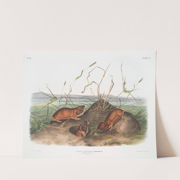 Geomys douglassii, Columbia Pouched Rat. Natural size. (1845-1848) by John Woodhouse Audubon