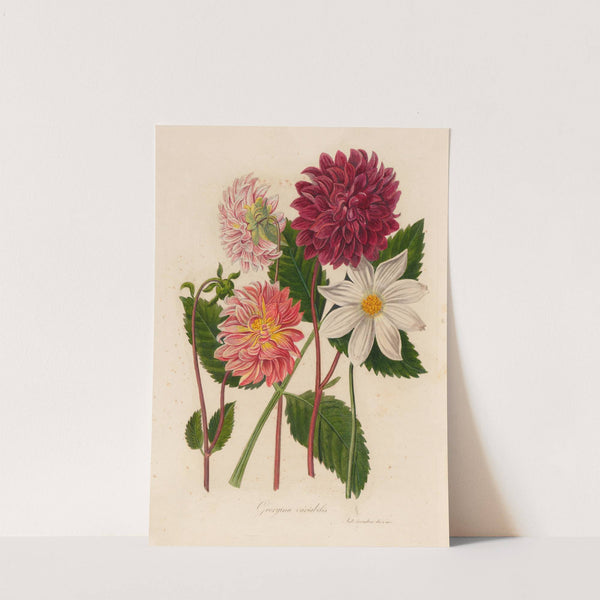 Georgina variabilis (1818-1824) by Gaetano Savi