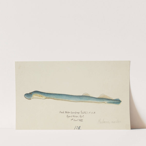 Geotria australis. (Fresh water lamprey) (1867) by Frank Edward Clarke