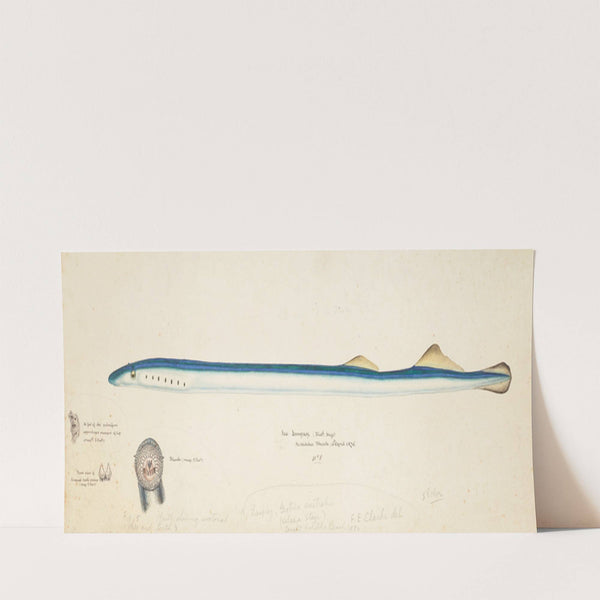 Geotria australis ( Sea Lamprey) (1876) by Frank Edward Clarke