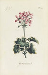 Geranium