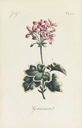 Geranium