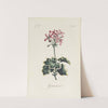 Geranium by Carington Bowles