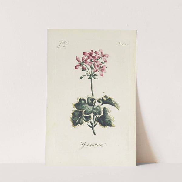 Geranium by Carington Bowles