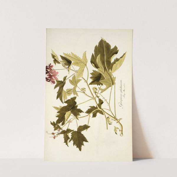 Geranium glutinosum by Nikolaus Joseph Freiherr von Jacquin