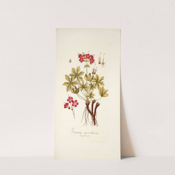 Geranium macrorrhizum by Nikolaus Joseph Freiherr von Jacquin