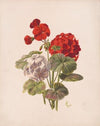 Geranium, no. 5 (1874)