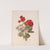 Geranium, no. 5 (1874) by Charles Ryan
