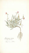 Geranium ovatum