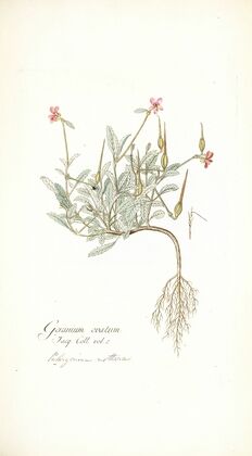 Geranium ovatum