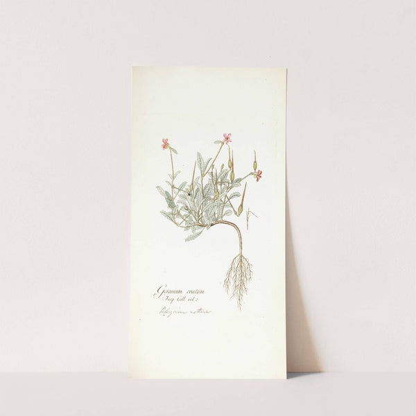 Geranium ovatum by Nikolaus Joseph Freiherr von Jacquin