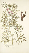 Geranium revolutum