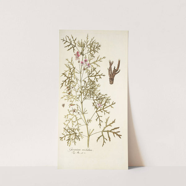 Geranium revolutum by Nikolaus Joseph Freiherr von Jacquin