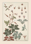 Geranium sauvage