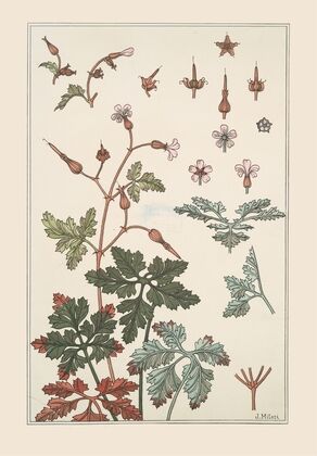Geranium sauvage